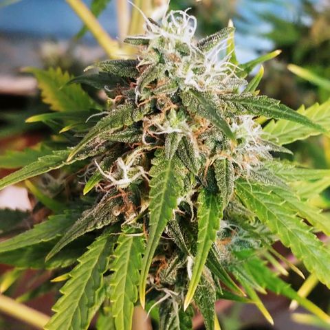 Blueberry Kush Automatic growlog timeline photo