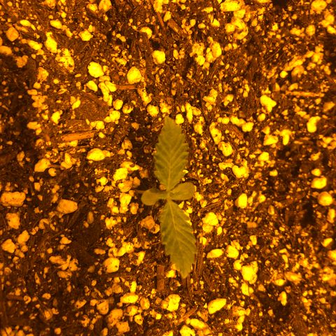Unknown Strain growlog timeline photo