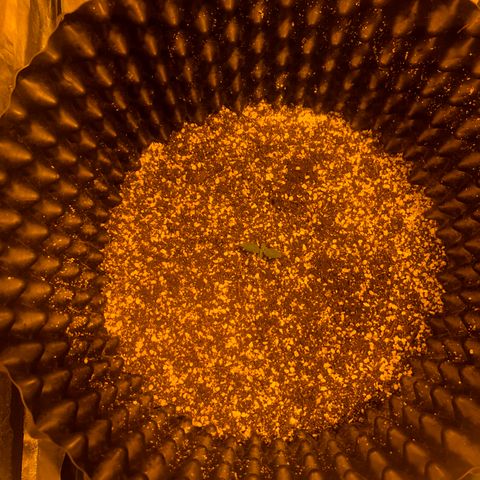 Unknown Strain growlog timeline photo
