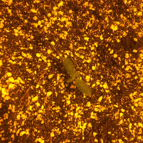 Unknown Strain growlog photo: Tent overheated to 41.5*C - due to the light heat from 18/6 & no extractor fan