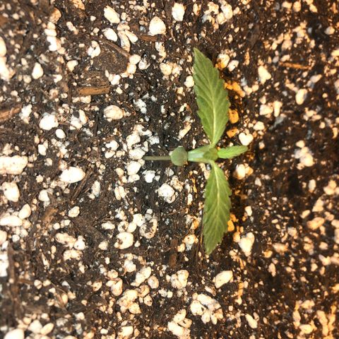 Unknown Strain growlog timeline photo