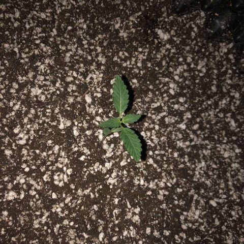 Unknown Strain growlog timeline photo