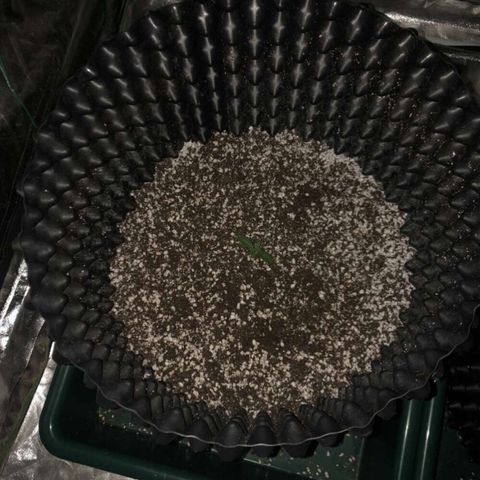 Unknown Strain growlog timeline photo