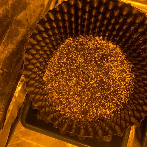 Unknown Strain growlog timeline photo