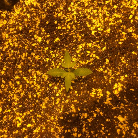 Unknown Strain growlog photo: Watered etc