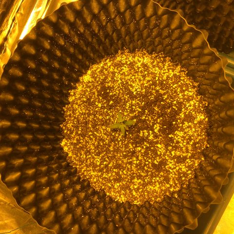 Unknown Strain growlog photo: Watered etc