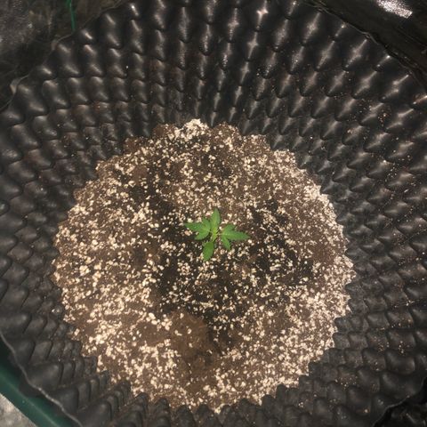 Unknown Strain growlog timeline photo