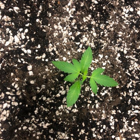 Unknown Strain growlog timeline photo