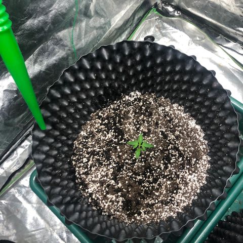 Unknown Strain growlog timeline photo