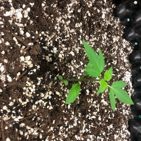 Unknown Strain growlog timeline photo