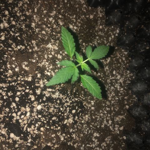 Unknown Strain growlog timeline photo