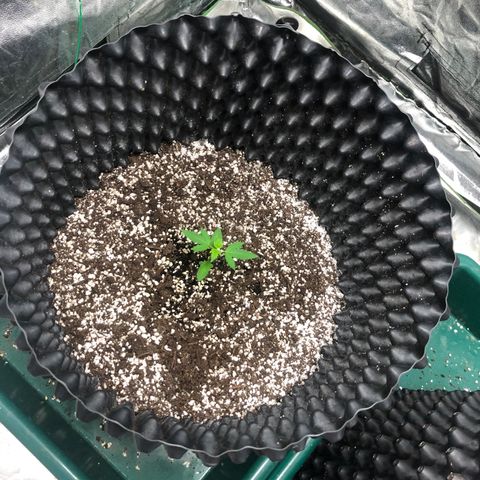 Unknown Strain growlog timeline photo