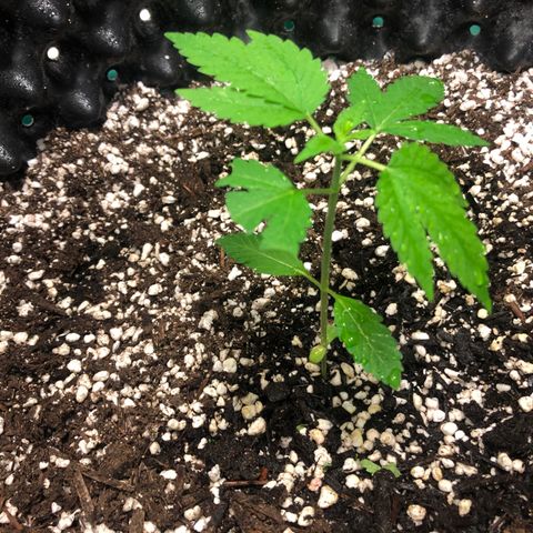 Unknown Strain growlog timeline photo