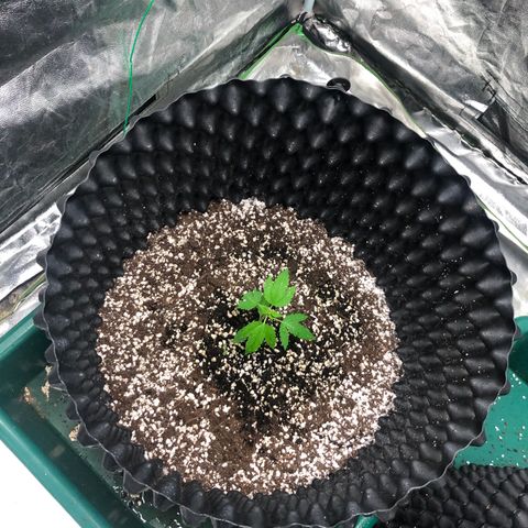 Unknown Strain growlog timeline photo