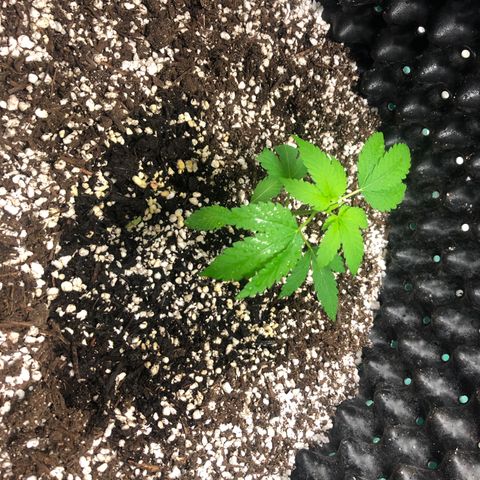 Unknown Strain growlog timeline photo