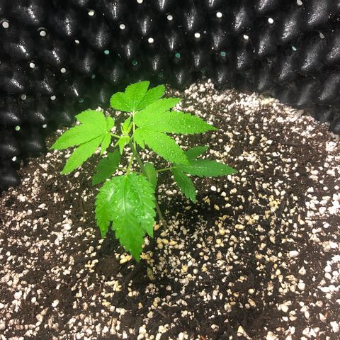 Unknown Strain growlog timeline photo