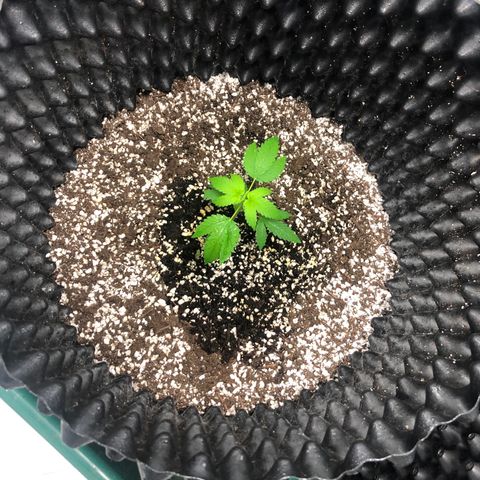 Unknown Strain growlog timeline photo