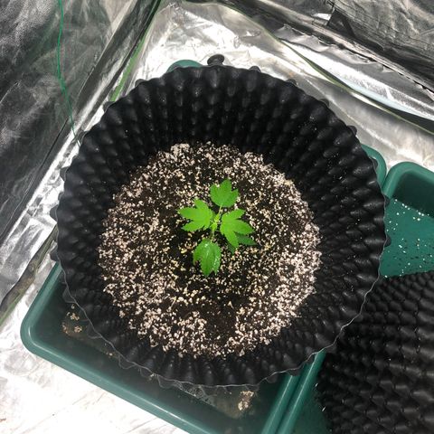 Unknown Strain growlog timeline photo