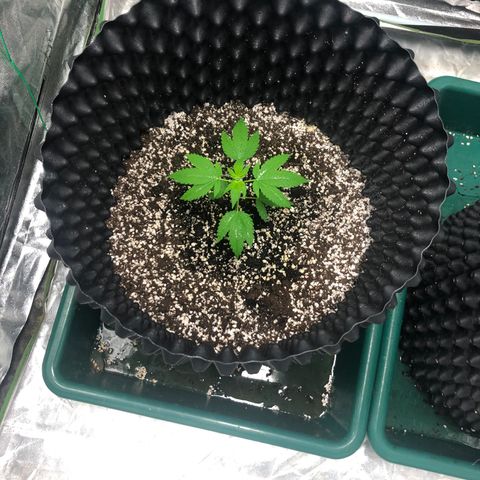 Unknown Strain growlog timeline photo
