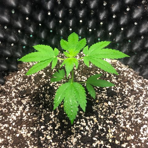 Unknown Strain growlog timeline photo