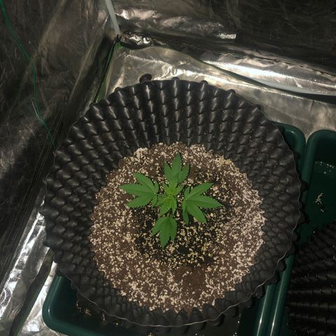 Unknown Strain growlog timeline photo