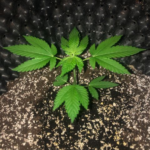 Unknown Strain growlog timeline photo