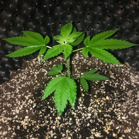 Unknown Strain growlog timeline photo