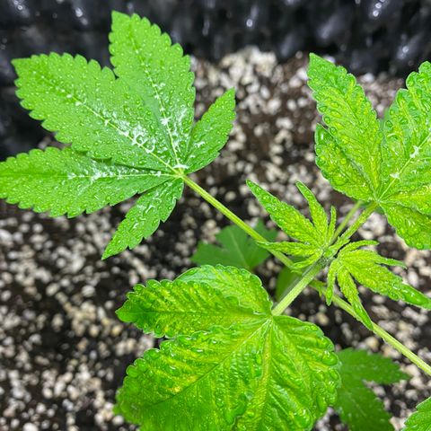 Unknown Strain growlog photo: Right side plant has gone into flower🤞🏼🤞🏼