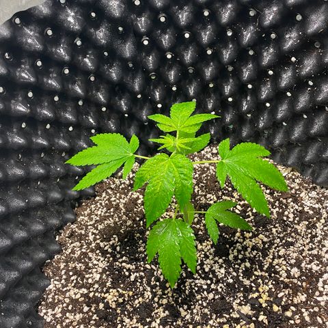 Unknown Strain growlog photo: Right side plant has gone into flower🤞🏼🤞🏼