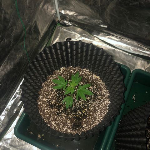 Unknown Strain growlog timeline photo