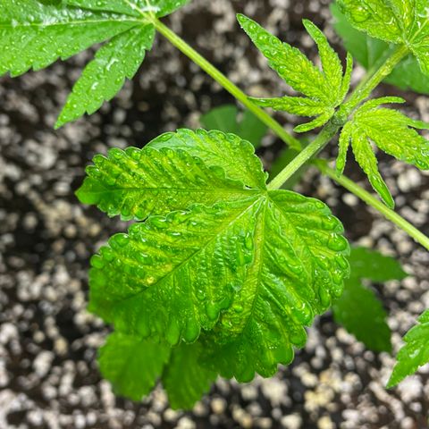 Unknown Strain growlog photo: Right side plant has gone into flower🤞🏼🤞🏼