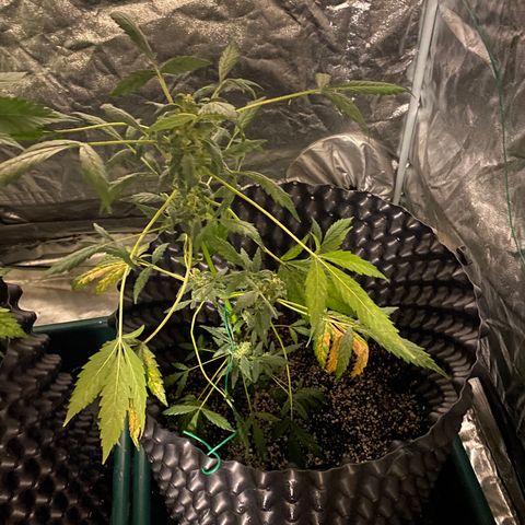 Unknown Strain growlog timeline photo