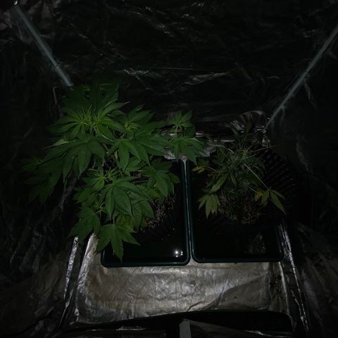 Unknown Strain growlog timeline photo