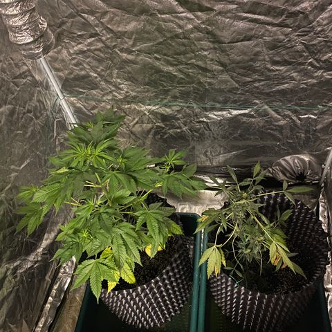 Unknown Strain growlog timeline photo