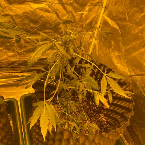 Unknown Strain growlog timeline photo