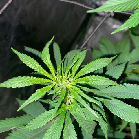 Unknown Strain growlog photo: Right hand side plant has been removed and taken down - placed in boveda jar to cure & dry