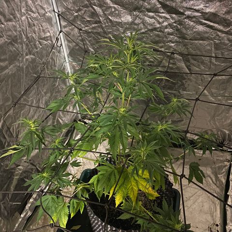 Unknown Strain growlog photo: Right hand side plant has been removed and taken down - placed in boveda jar to cure & dry