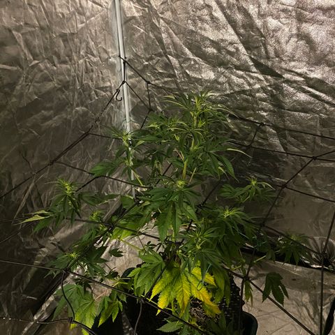 Unknown Strain growlog photo: Right hand side plant has been removed and taken down - placed in boveda jar to cure & dry