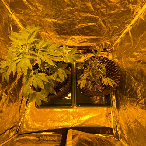 Unknown Strain growlog timeline photo