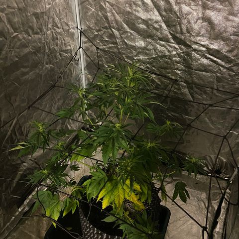 Unknown Strain growlog photo: Right hand side plant has been removed and taken down - placed in boveda jar to cure & dry