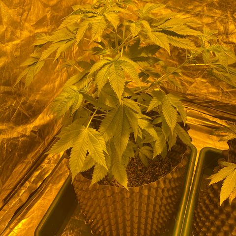 Unknown Strain growlog timeline photo