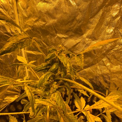 Unknown Strain growlog timeline photo