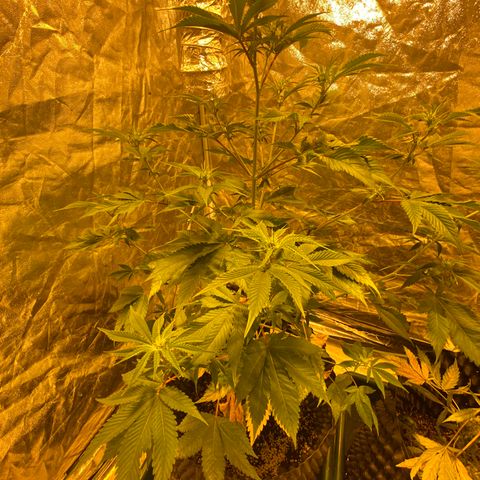 Unknown Strain growlog timeline photo