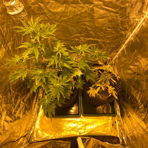 Unknown Strain growlog timeline photo