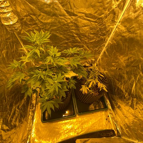 Unknown Strain growlog timeline photo