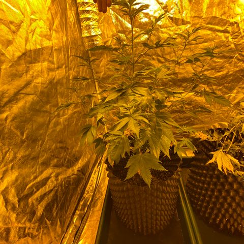 Unknown Strain growlog timeline photo