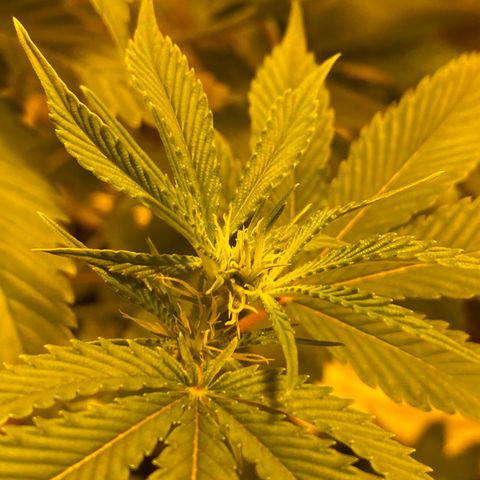 Unknown Strain growlog timeline photo