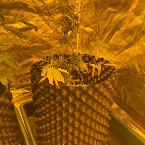 Unknown Strain growlog timeline photo