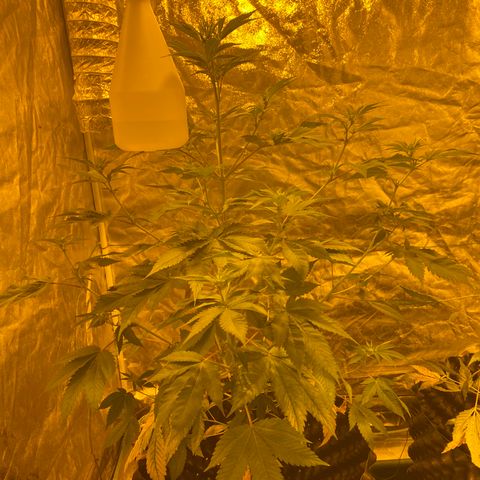 Unknown Strain growlog timeline photo