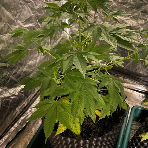 Unknown Strain growlog timeline photo